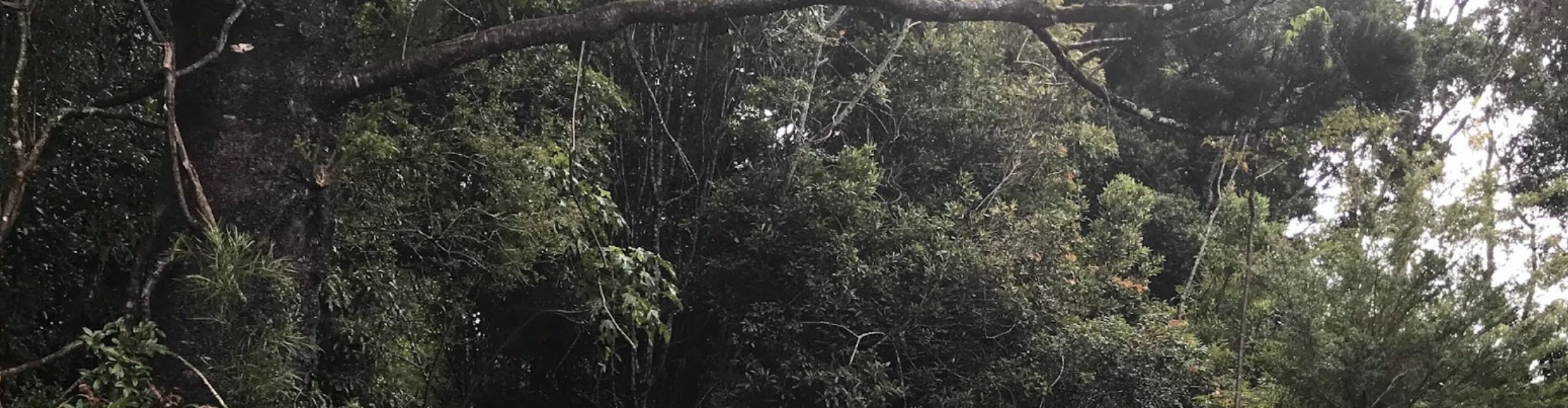 Mossman Walking Track in Queensland, Australia